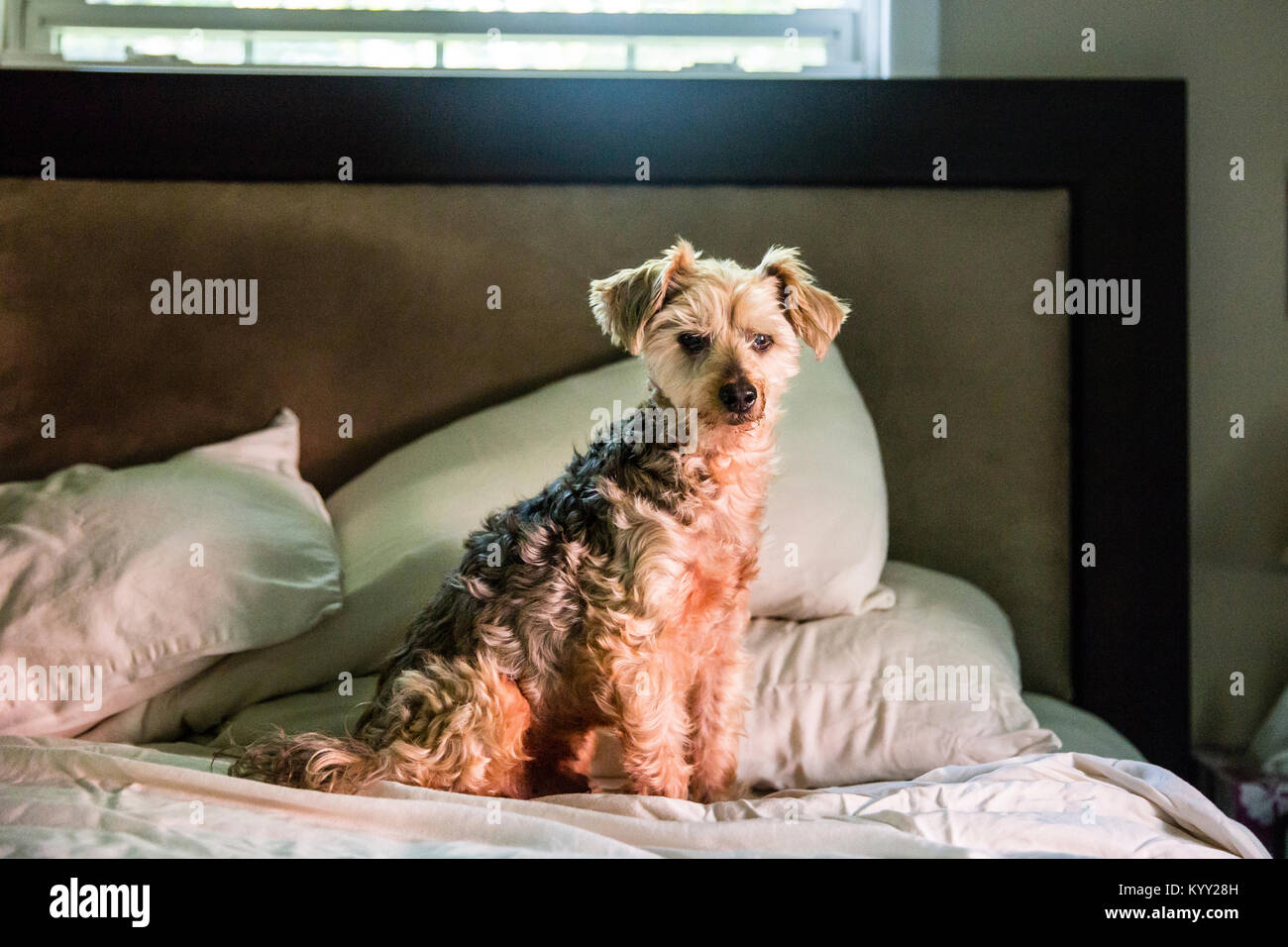 Ritratto di cane seduto sul letto di casa Foto Stock