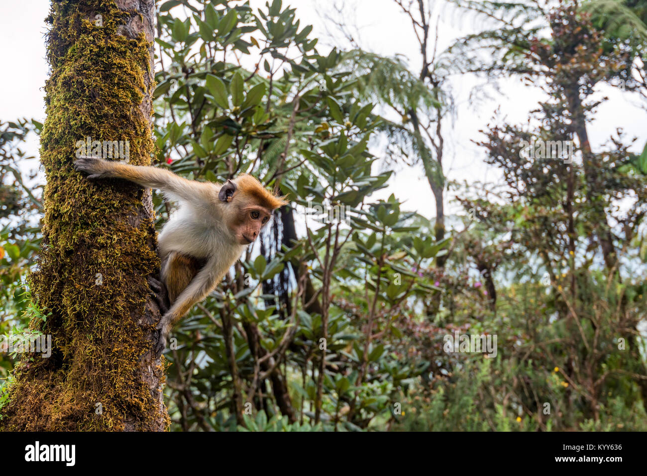 Srilankan toque macaque o Macaca sinica nella giungla Foto Stock