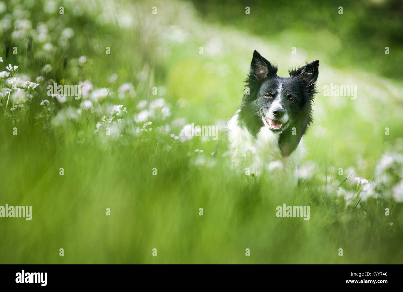 Cane (Bianco e Nero Border Collie) giacente sul bianco prato in fiore Foto Stock