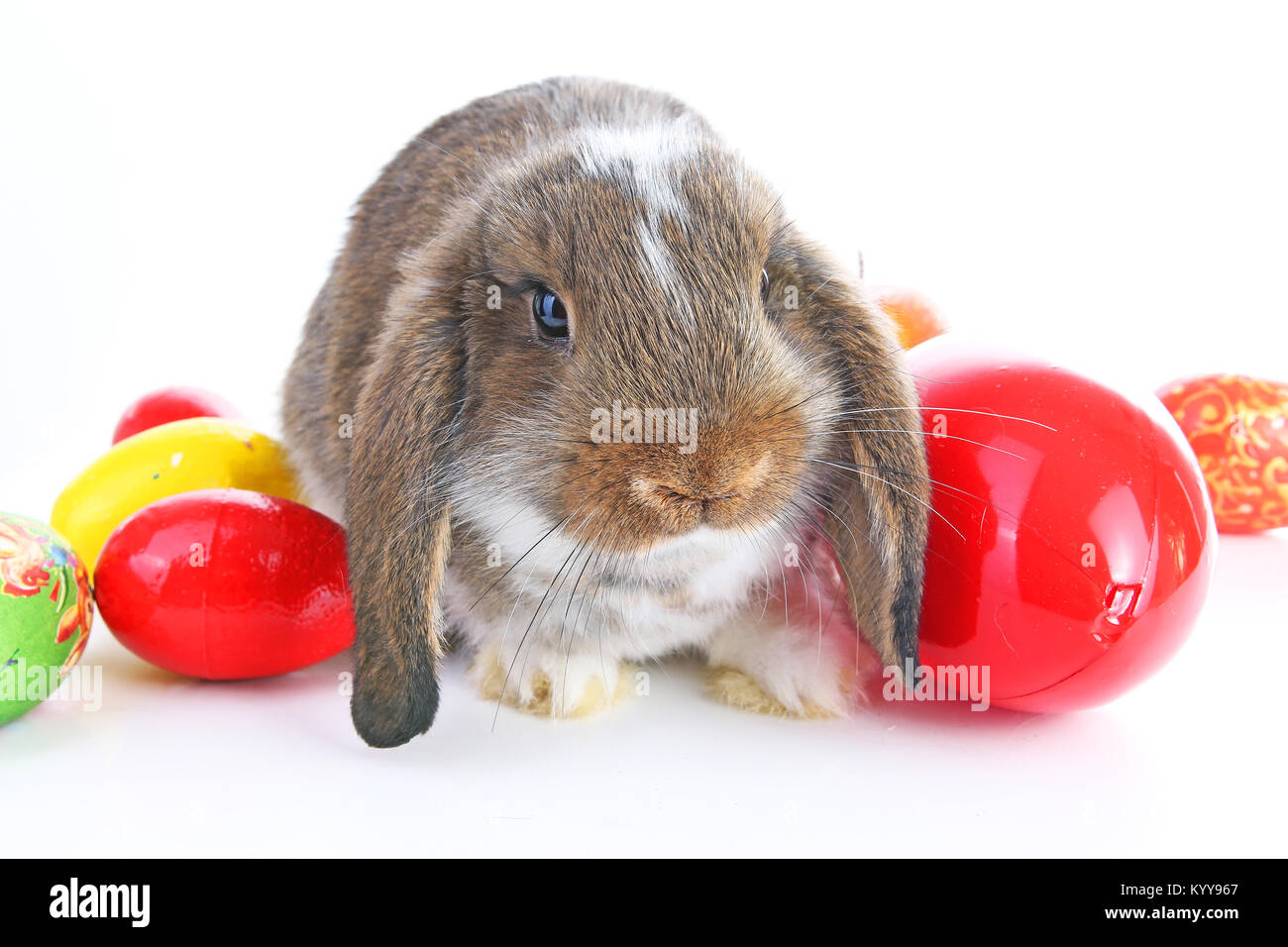 Coniglietto di pasqua coniglio lop con uova isolate su sfondo bianco. Carino. Foto Stock