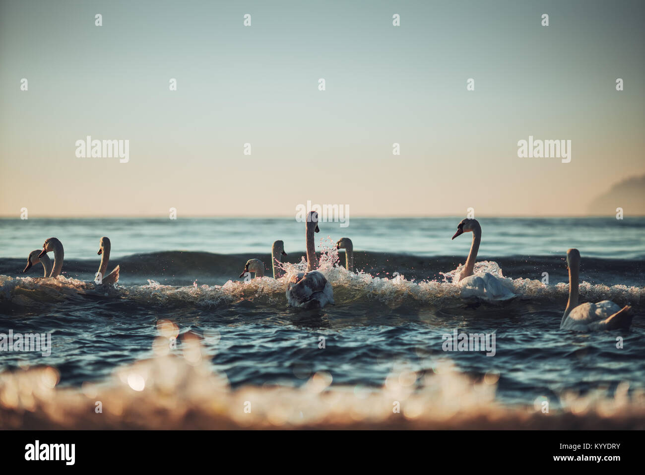 Cigni bianchi nel mare,sunrise shot Foto Stock