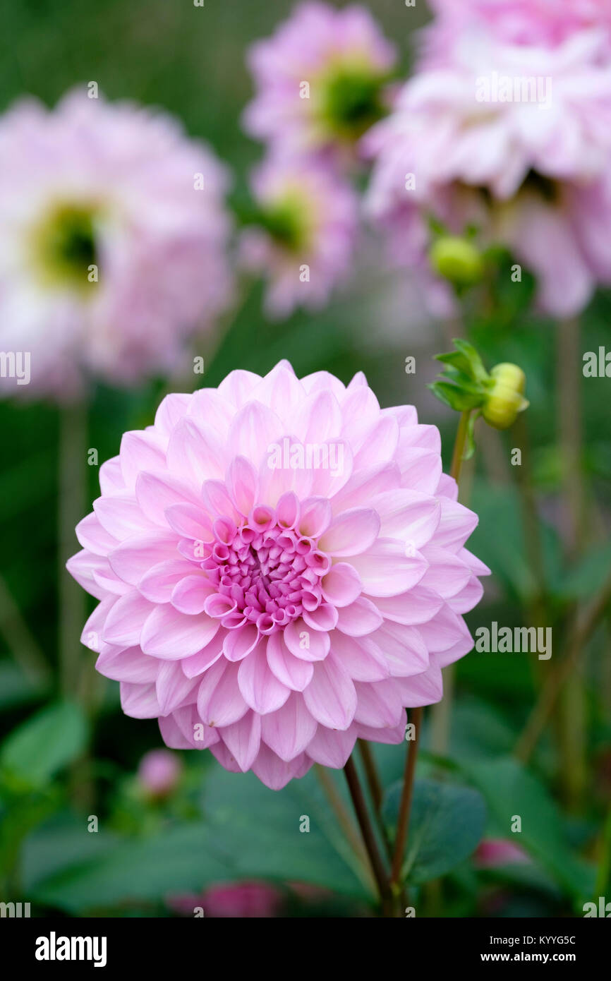 Dahlia Ocean Bird, close-up doppio rosa flowerhead con altri fiorisce al di fuori della messa a fuoco Foto Stock