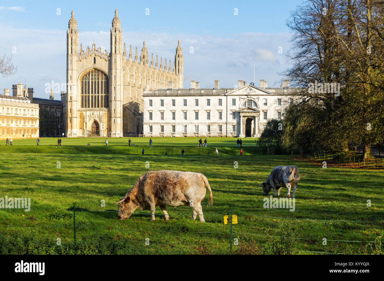 Cappella del King's College nell'Università di Cambridge, vista dalle spalle, Cambridge Cambridgeshire Inghilterra Regno Unito Regno Unito Foto Stock