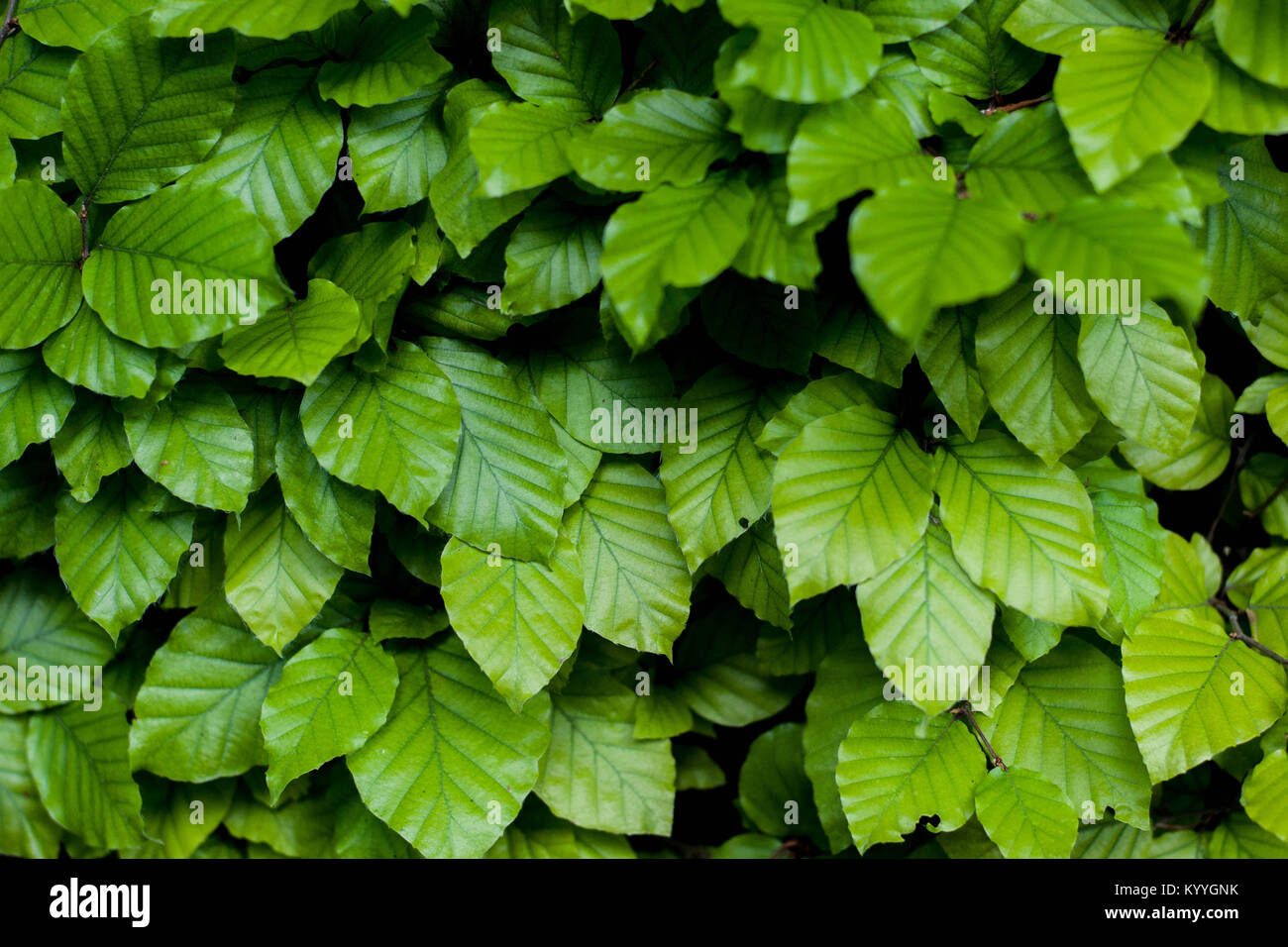 Lo sfondo da foglie di Carpino europeo Foto Stock