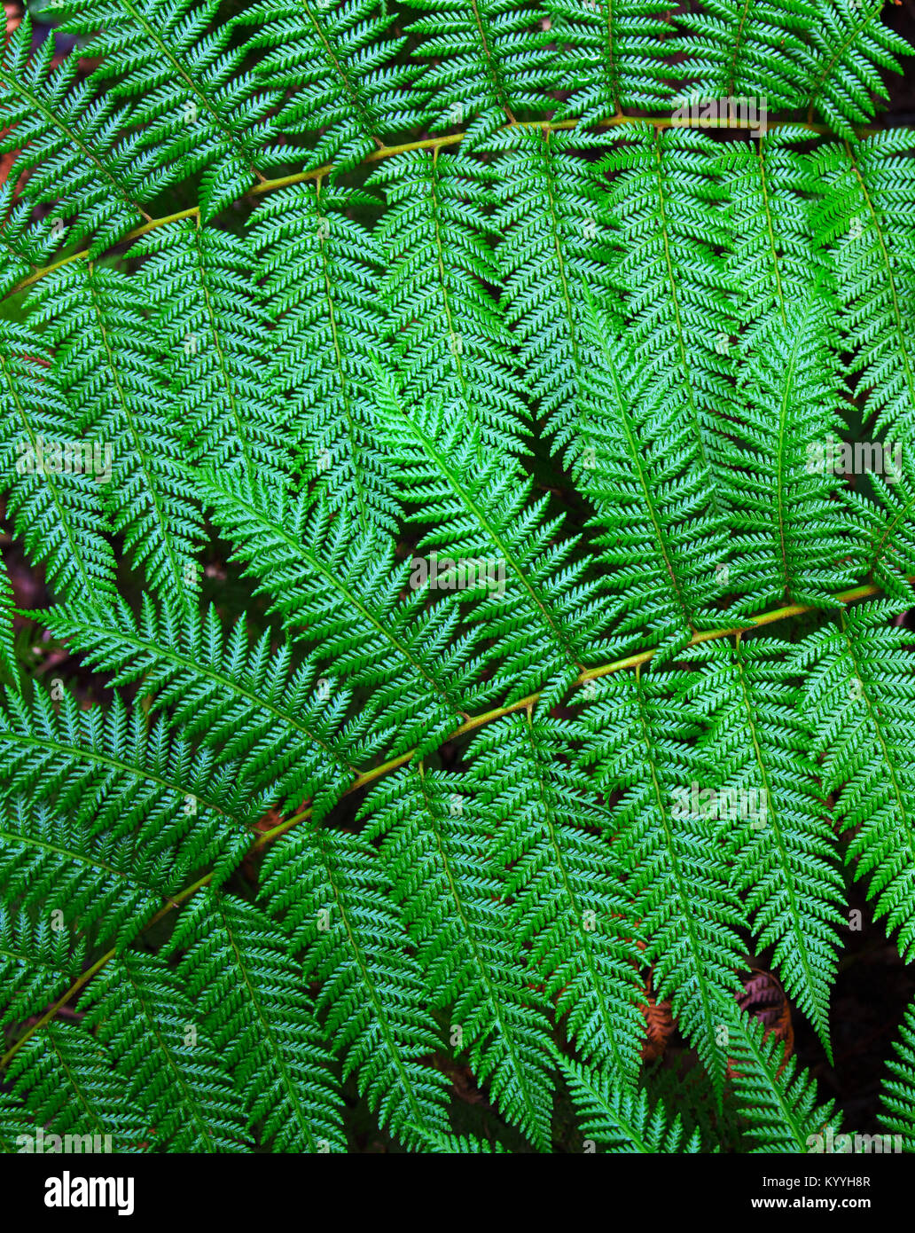 Dettaglio di una felce che cresce in una densa foresta vicino vulcano Poas in Costa Rica centrale Foto Stock