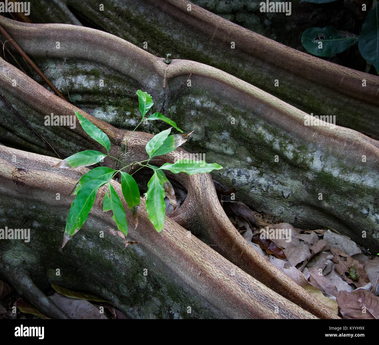 Giovane germoglio albero che cresce attraverso il contrafforte radici di una foresta di pioggia gigante del Parco Nazionale di Corcovado Osa penisola della Costa Rica Foto Stock