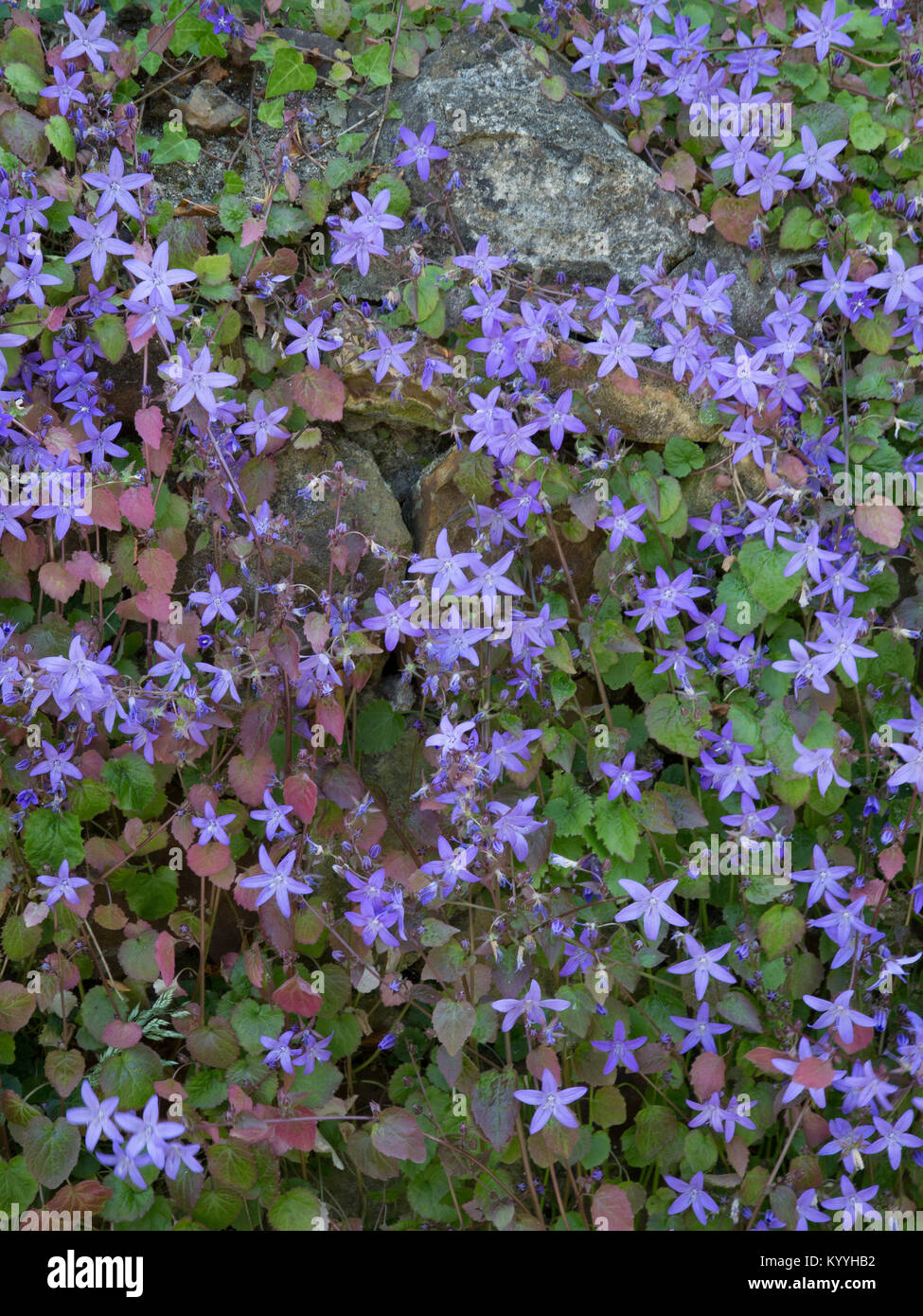 Stellato fiori blu di Campanula porscharskyana la campanula di tallonamento che copre una parete di pietra nel South Wales UK Foto Stock