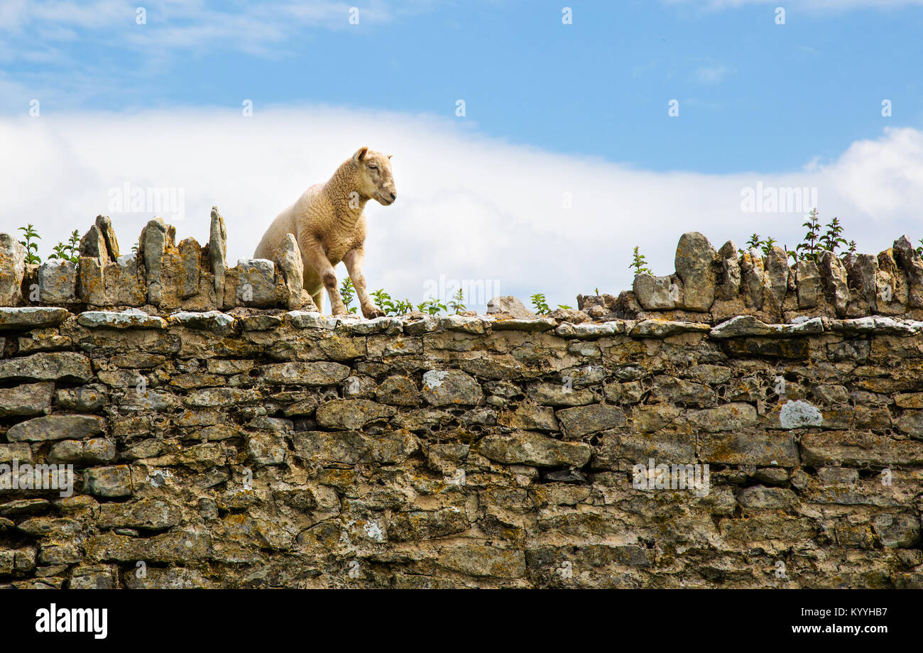 Pecore contemplando il salto su un muro di pietra a greener pascoli - South Wales UK Foto Stock