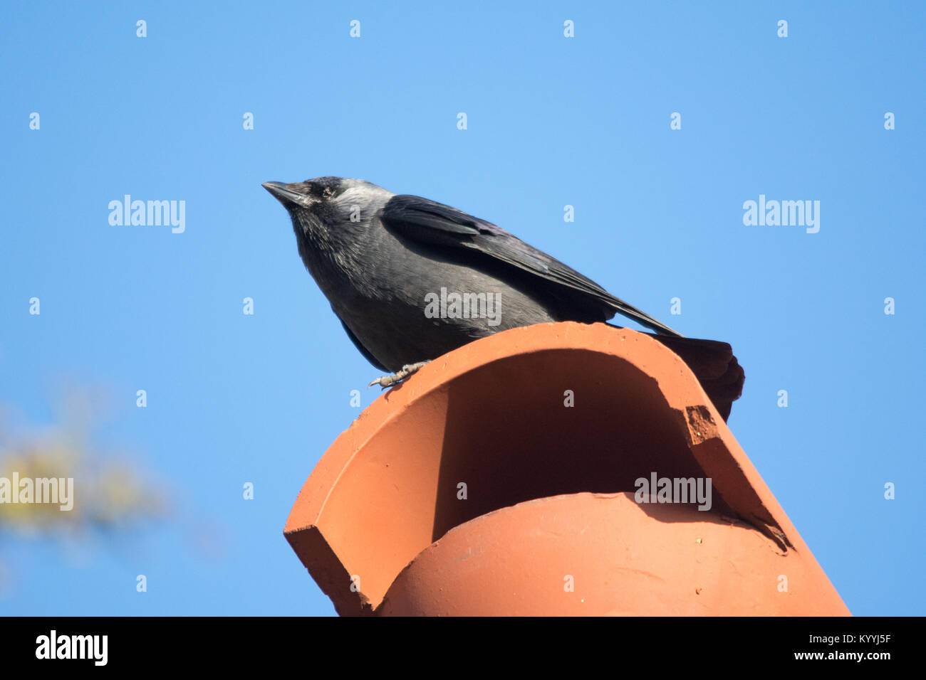 Taccola (Corvus monedula) appollaiato su un comignolo Foto Stock