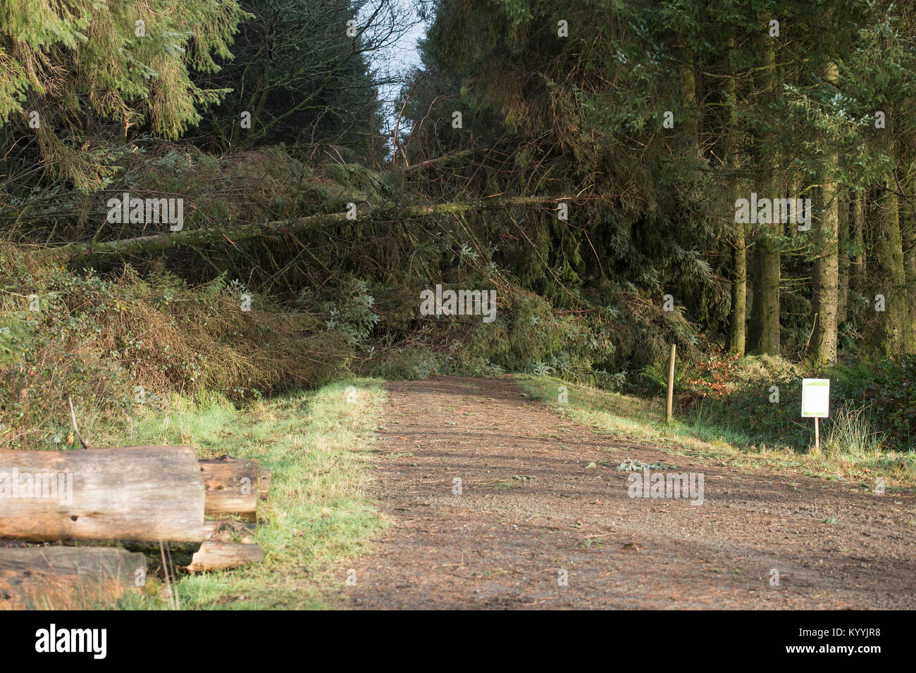 Albero soffiato attraverso la via Foto Stock