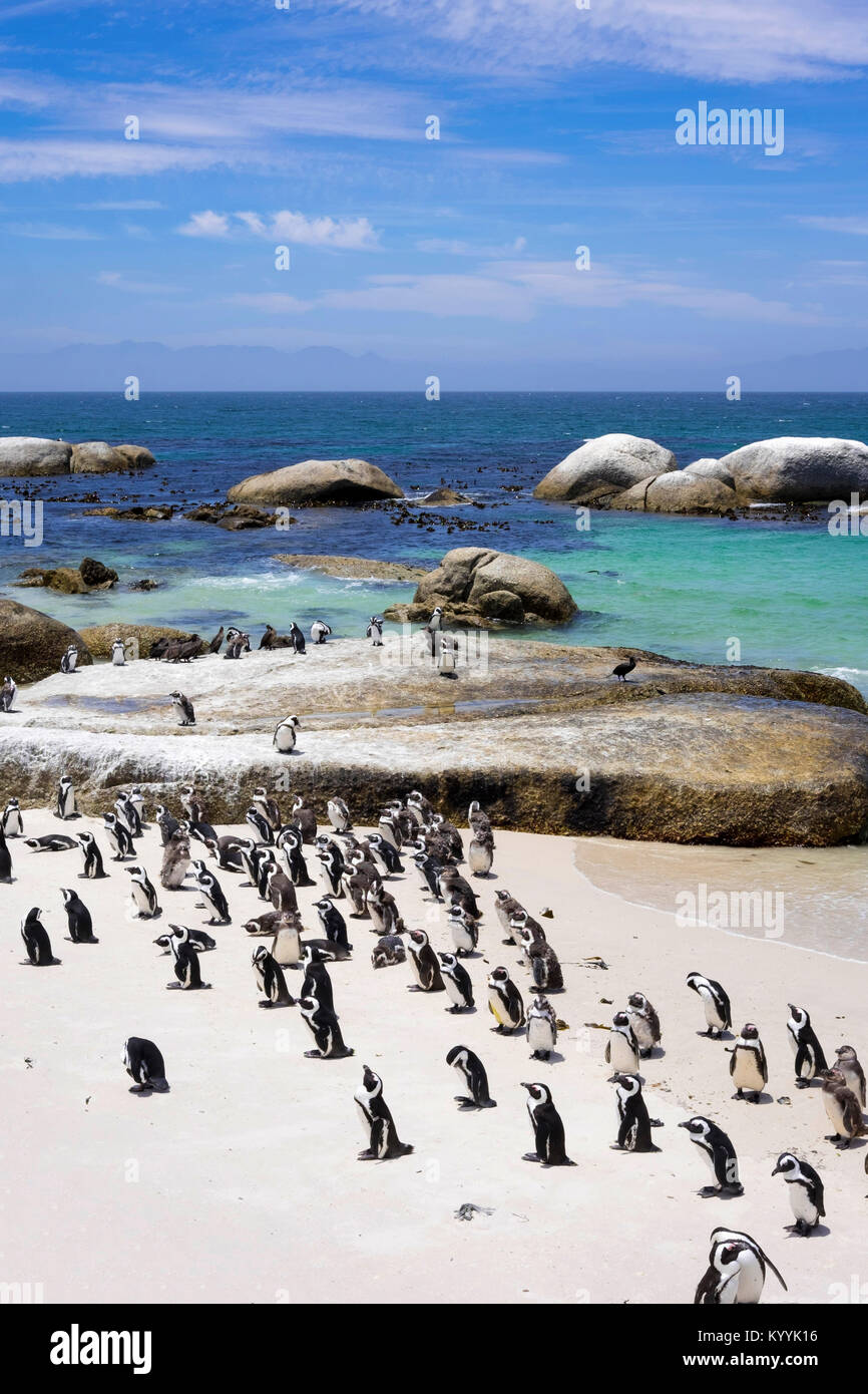 La colonia dei pinguini, Boulders Beach, Provincia del Capo, in Sud Africa Foto Stock