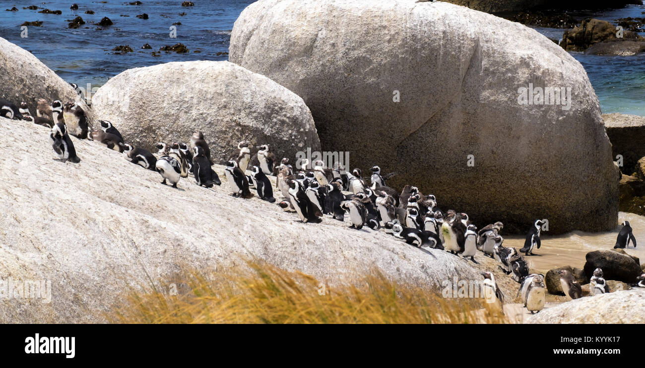 Pinguini a Boulders Beach, provincia del Capo, Sudafrica Foto Stock