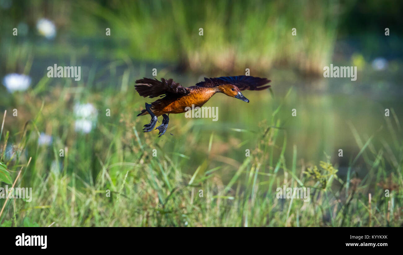 Sibilo Fluvous-anatra in Mapunguwe national park, Sud Africa ; specie Dendrocygna bicolor famiglia di anatidi Foto Stock