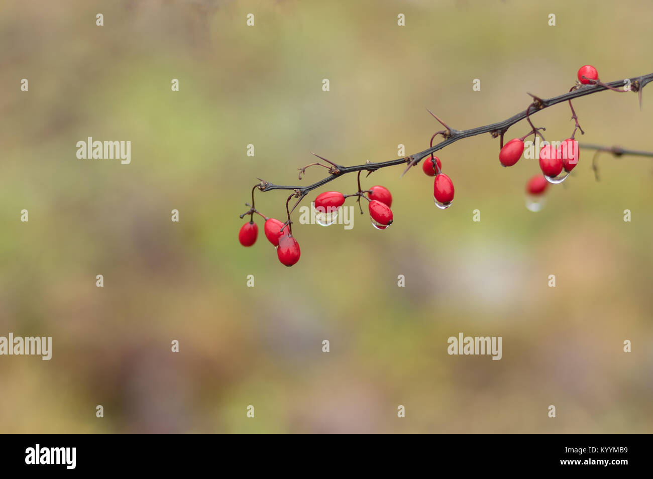 Spinosa crespino succursale con molti frutti di bosco a sinistra dalla resa autunnale nel giardino d'inverno (shallow dof) Foto Stock