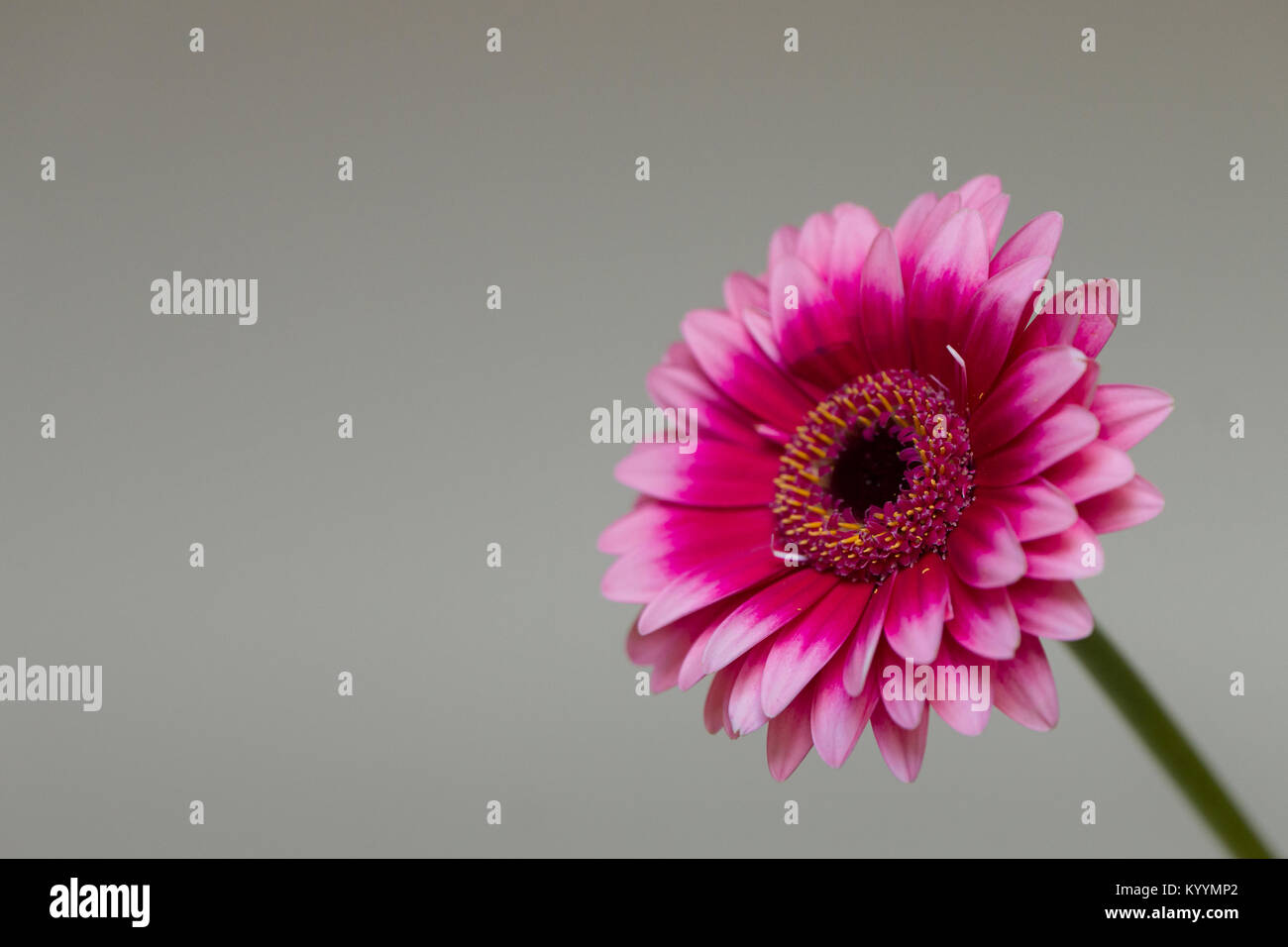 Pink Gerbera 1 Foto Stock