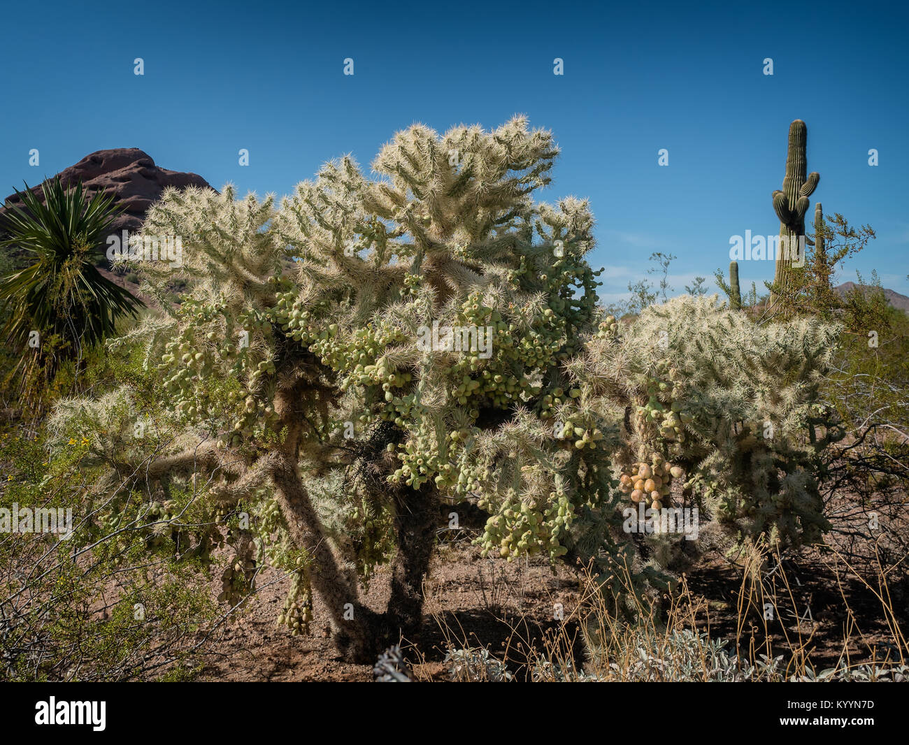 Bianco spinoso Opuntia cactus cluster Foto Stock