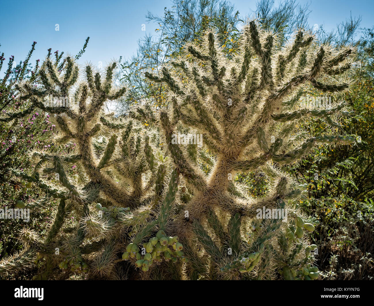 Bianco spinoso Opuntia cactus cluster Foto Stock