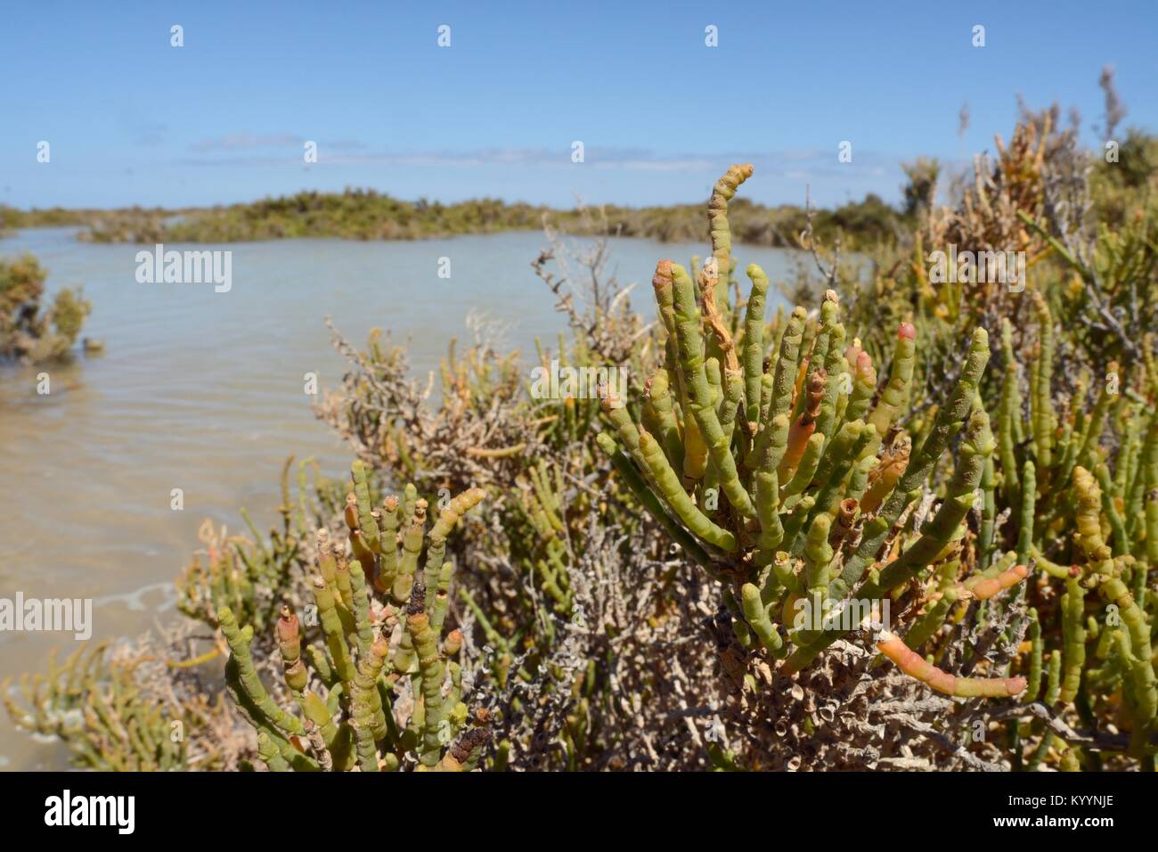 Glaucous (salicornie Arthrocnemum macrostachyum / glaucum) boccole parzialmente sommerso da una marea alta in una laguna costiera, Sotavento Fuerteventura. Foto Stock