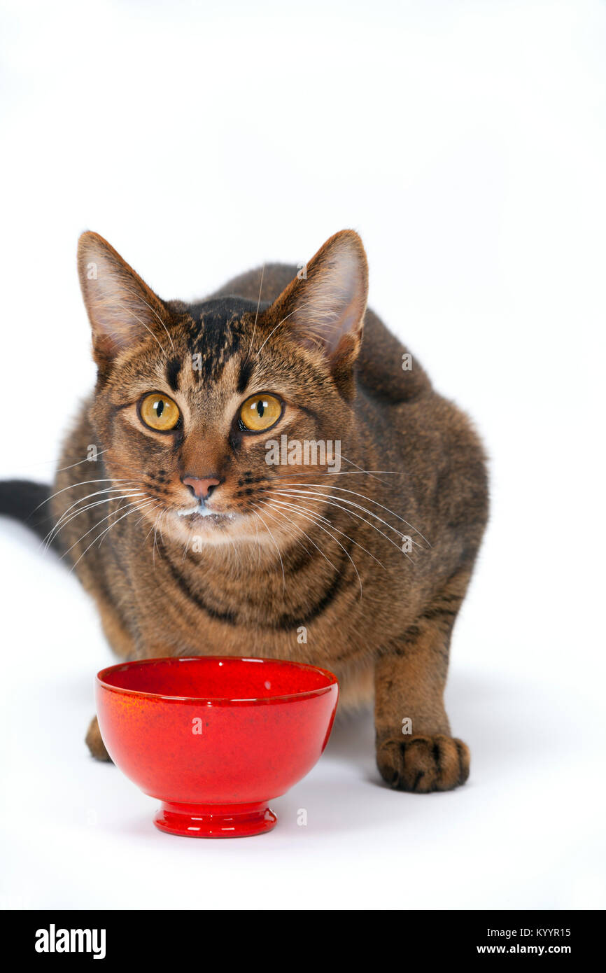 Carino giocoso wide-eyed parte abissino di giovane maschio cat su sfondo bianco latte alimentare cercando colpevole Foto Stock