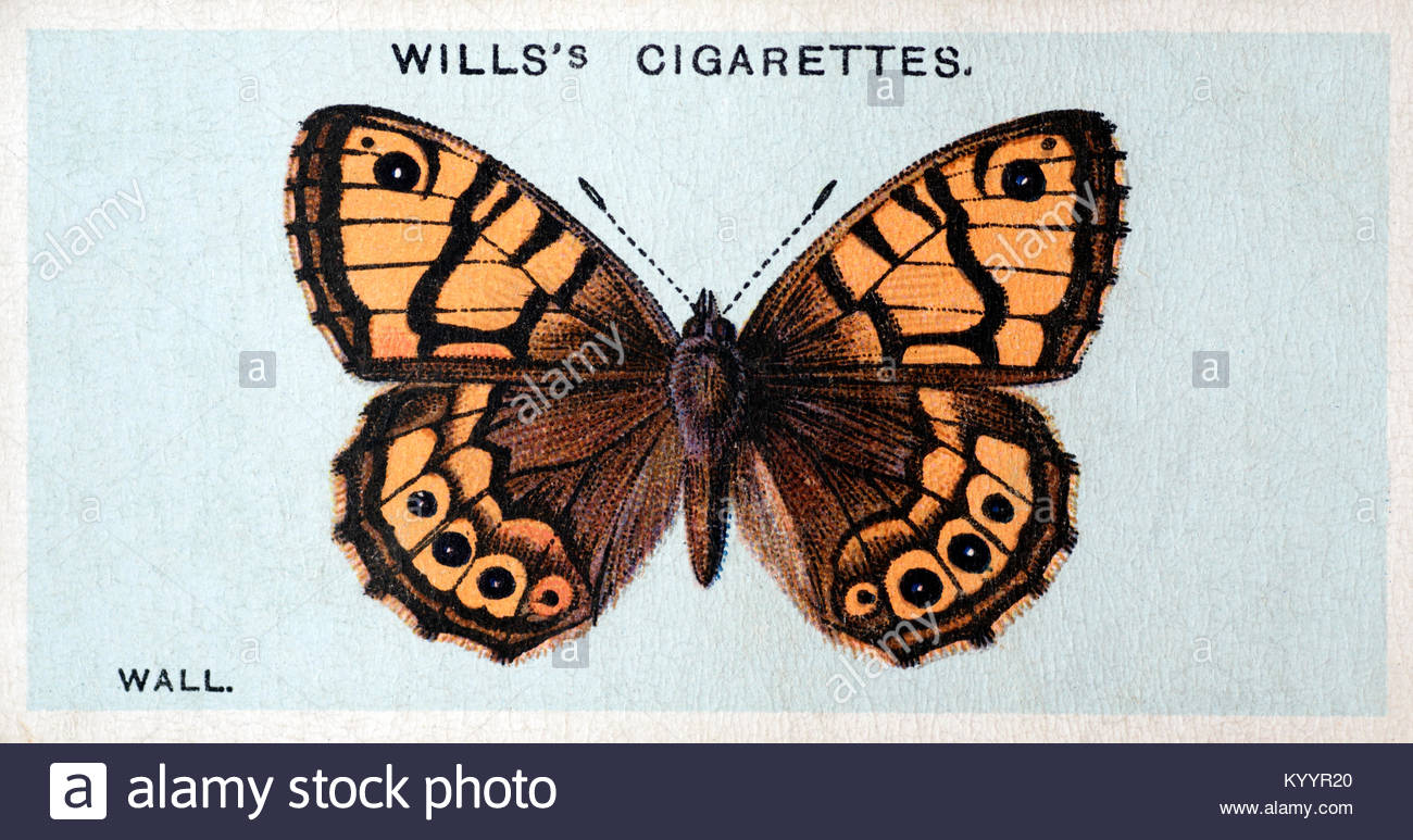 Farfalla da parete, illustrazione d'epoca del 1927 Foto Stock