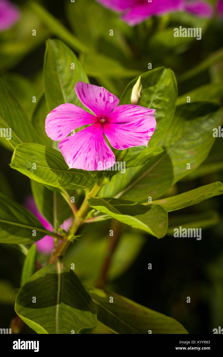 Petali di rosa di un Impatiens Walleriana fiore, Kenya, Africa orientale Foto Stock