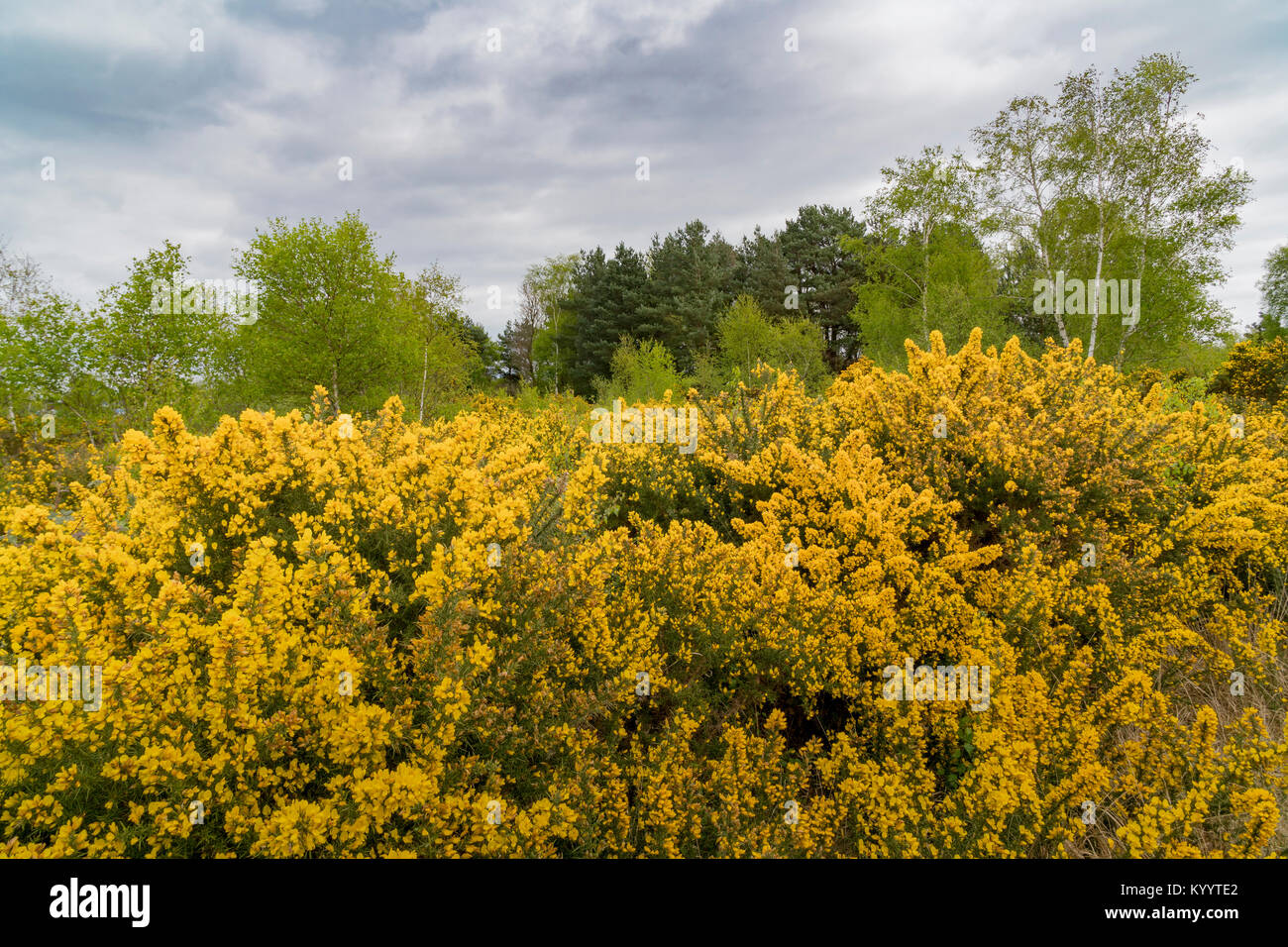 Gorse crescente sul comune di Ferndown Riserva Naturale Foto Stock