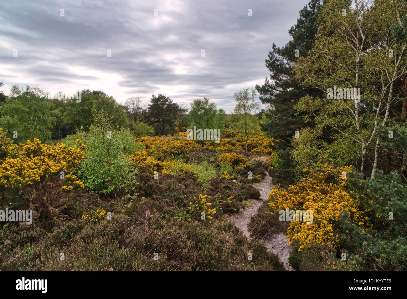 Ferndown natura comune di riserva. Ferndown comune è un sito di particolare interesse scientifico (SSSI) Foto Stock
