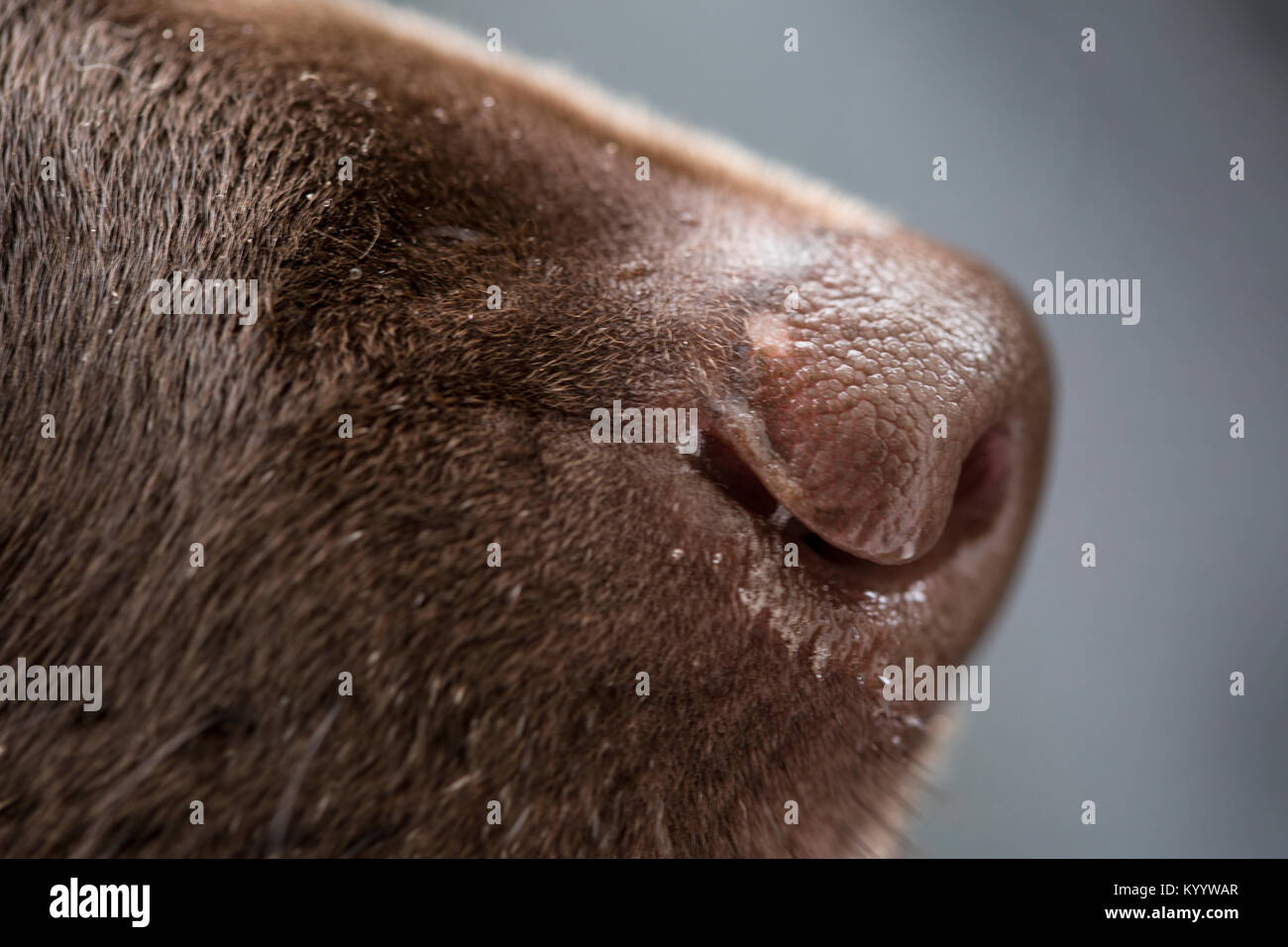 Close up di un cioccolato Labrador retriever naso. Foto Stock