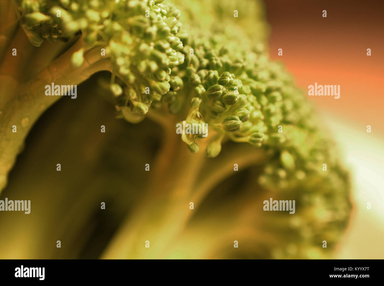 Broccoli fiorellino Close up Foto Stock