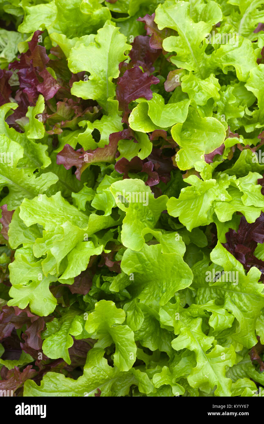 Foglie di insalata close up full frame Foto Stock