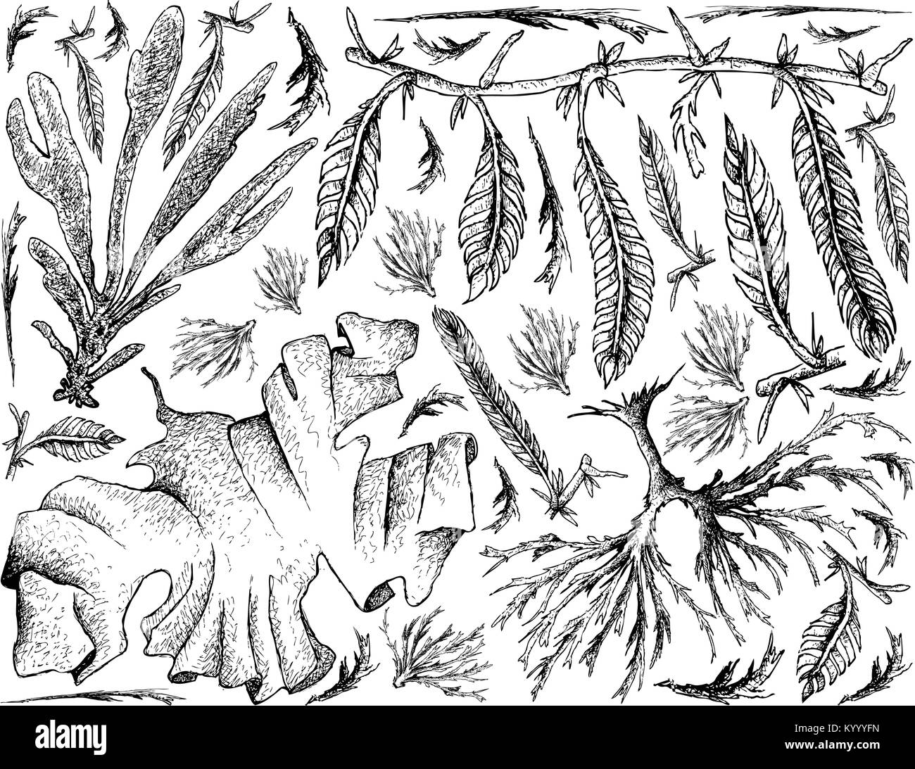 Verdure di mare, lo sfondo dell'illustrazione di mano il bozzetto Dulse, Caulerpa Taxifoli, Conca e alghe Arame. Alto in calcio, magnesio e iodio. Illustrazione Vettoriale