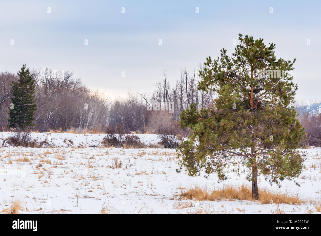 Ponderosa Pine Tree in coperta di neve prato con alberi sfrondato in background Foto Stock