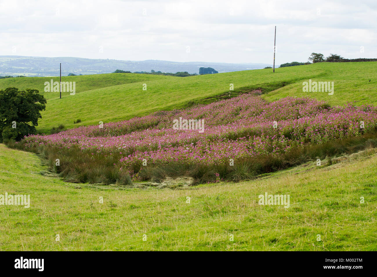 Balsamo himalayano un alieno, altamente invasiv fioritura di piante su Longridge è sceso al di sopra del Ribble Valley in Lancashire, Regno Unito. Foto Stock