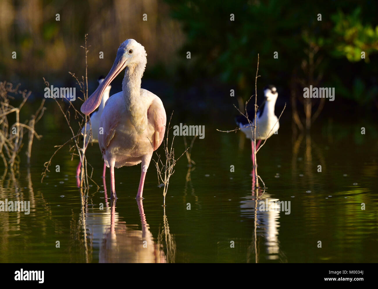 Il Roseate Spoonbill, Platalea ajaja (talvolta posizionata nel proprio genere ajaja) Foto Stock