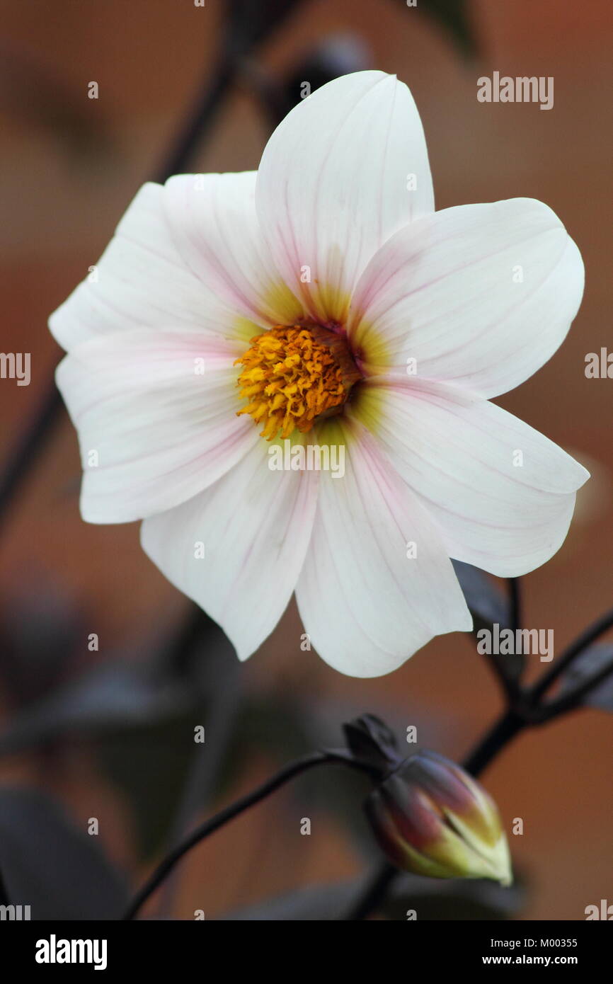 Unico fiore bianco e scuro fogliame di Dahlia 'Twyning dopo otto' in fiore in un giardino confine in tarda estate (Settembre), Inghilterra, Regno Unito Foto Stock