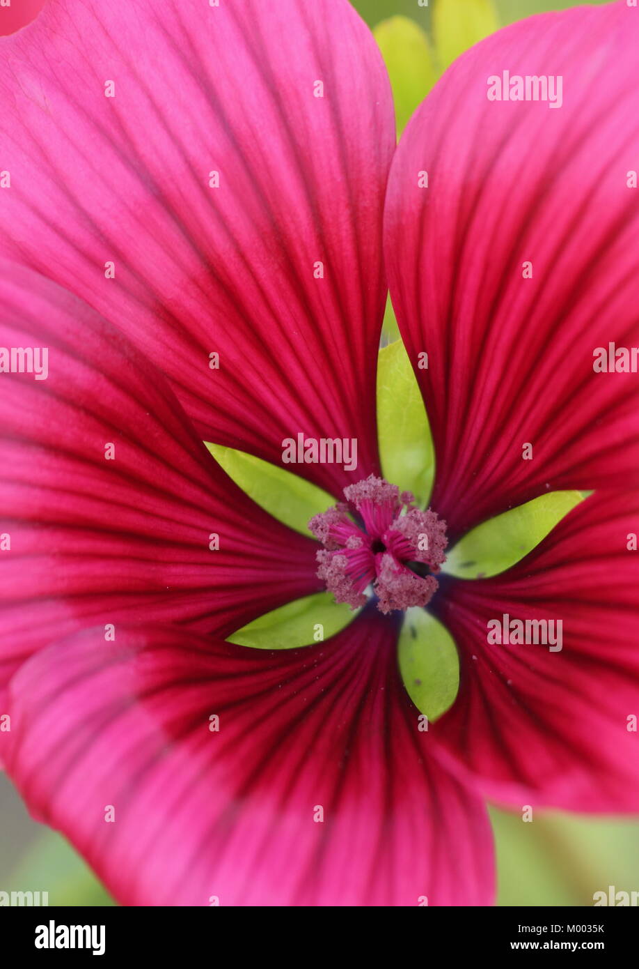 Malope Trifida 'Vulcan' in fiore nel giardino un confine in tarda estate, England, Regno Unito Foto Stock