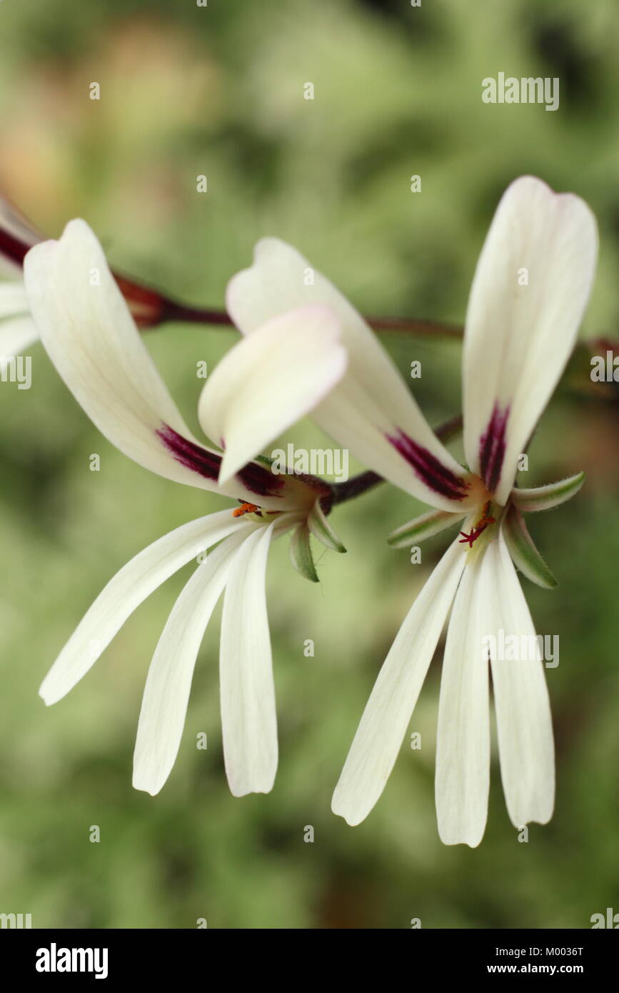 Pelargonium 'Trifidum', chiamato anche "Brittlestalked Pelargonium' un aromatico pelargonium, in fiore in un giardino in tarda estate, England, Regno Unito Foto Stock