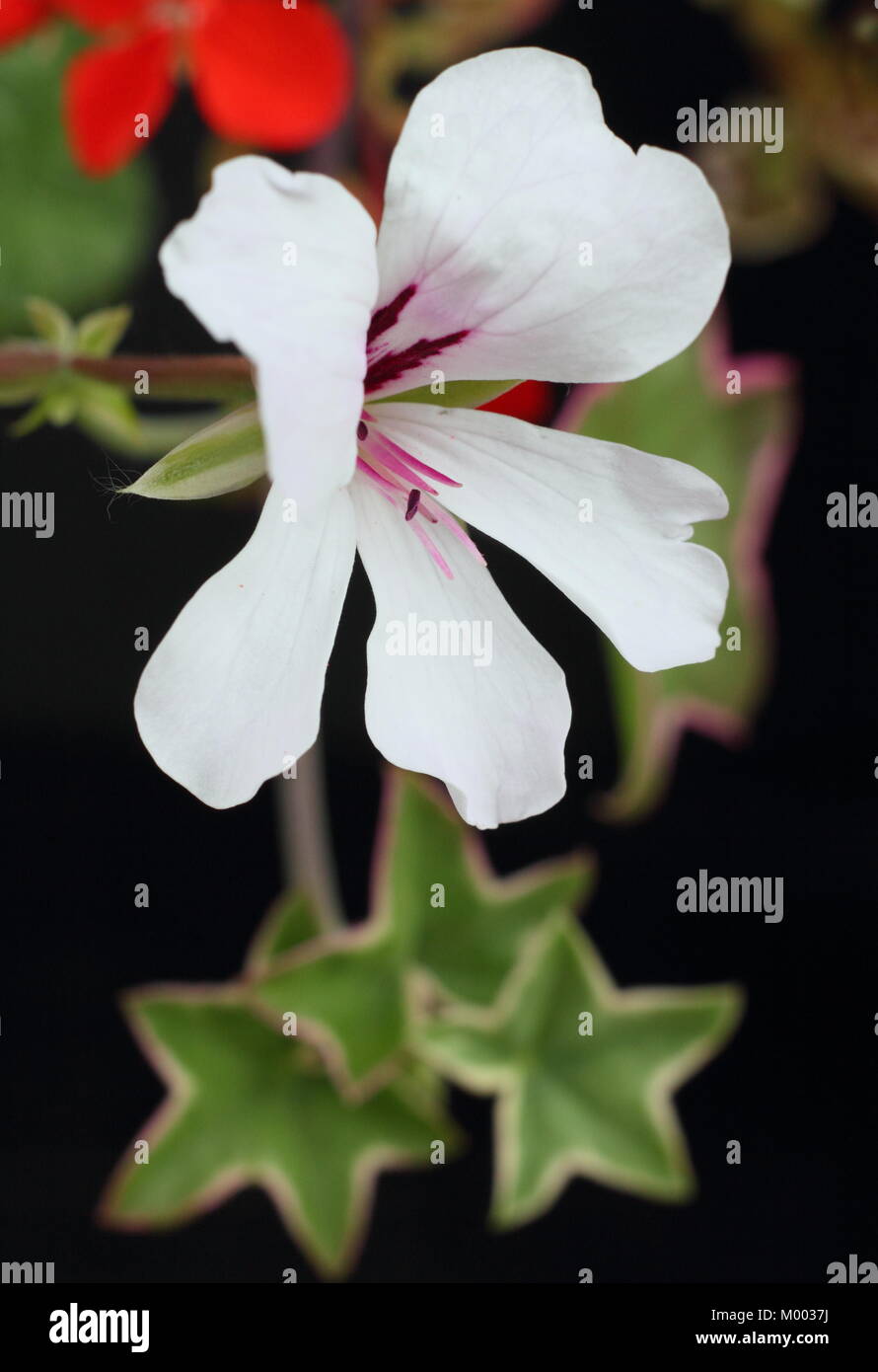 Pelargonium "l'elegante", un pelargonium variegato con foglie d'edera e abitudine trainante, in fiore in un giardino inglese a fine estate, Inghilterra, Regno Unito Foto Stock