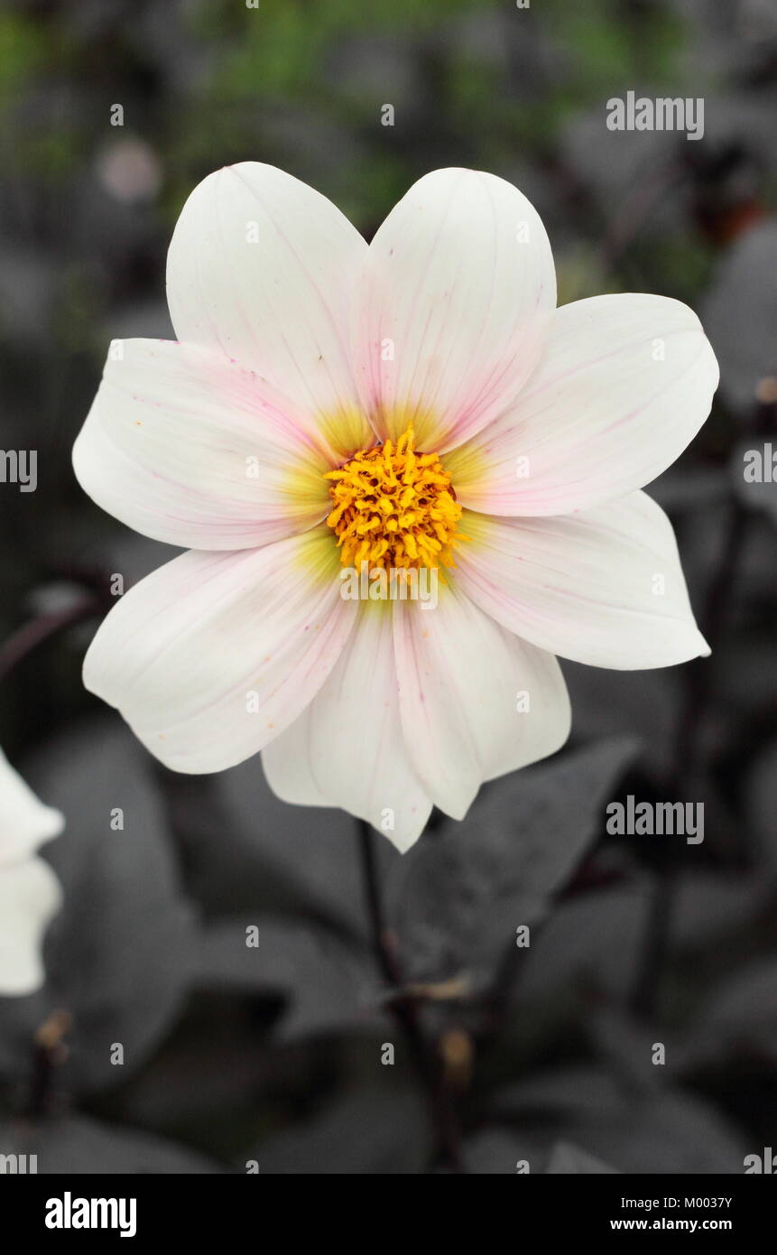 Unico fiore bianco e scuro fogliame di Dahlia 'Twyning dopo otto' in fiore in un giardino confine in tarda estate (Settembre), Inghilterra, Regno Unito Foto Stock