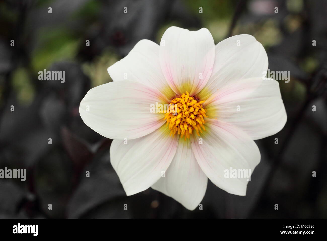 Unico fiore bianco e scuro fogliame di Dahlia 'Twyning dopo otto' in fiore in un giardino confine in tarda estate (Settembre), Inghilterra, Regno Unito Foto Stock