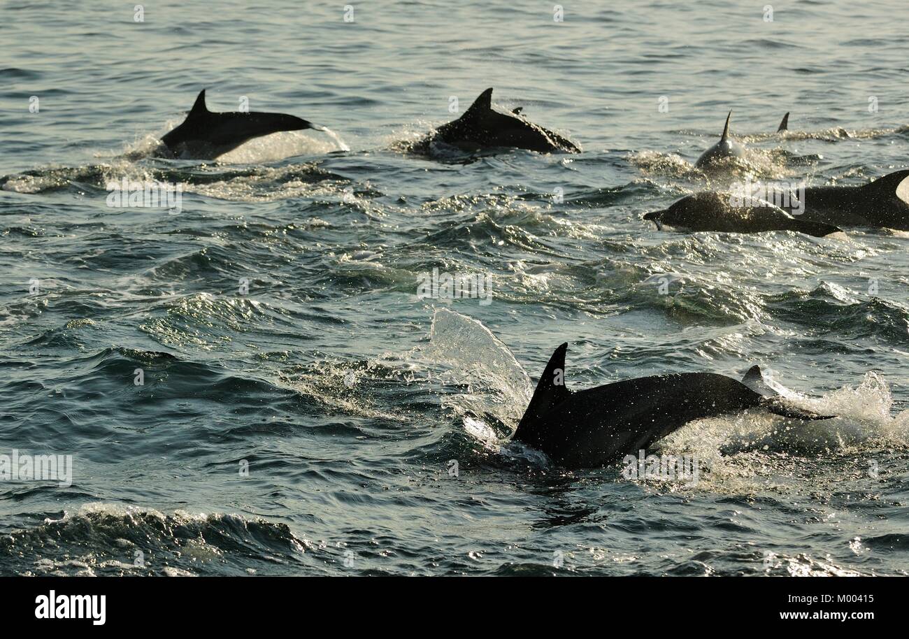 Silhouette di delfini nuotare nell'oceano e la caccia per i pesci. Il jumping delfini arriva dall'acqua. Foto Stock