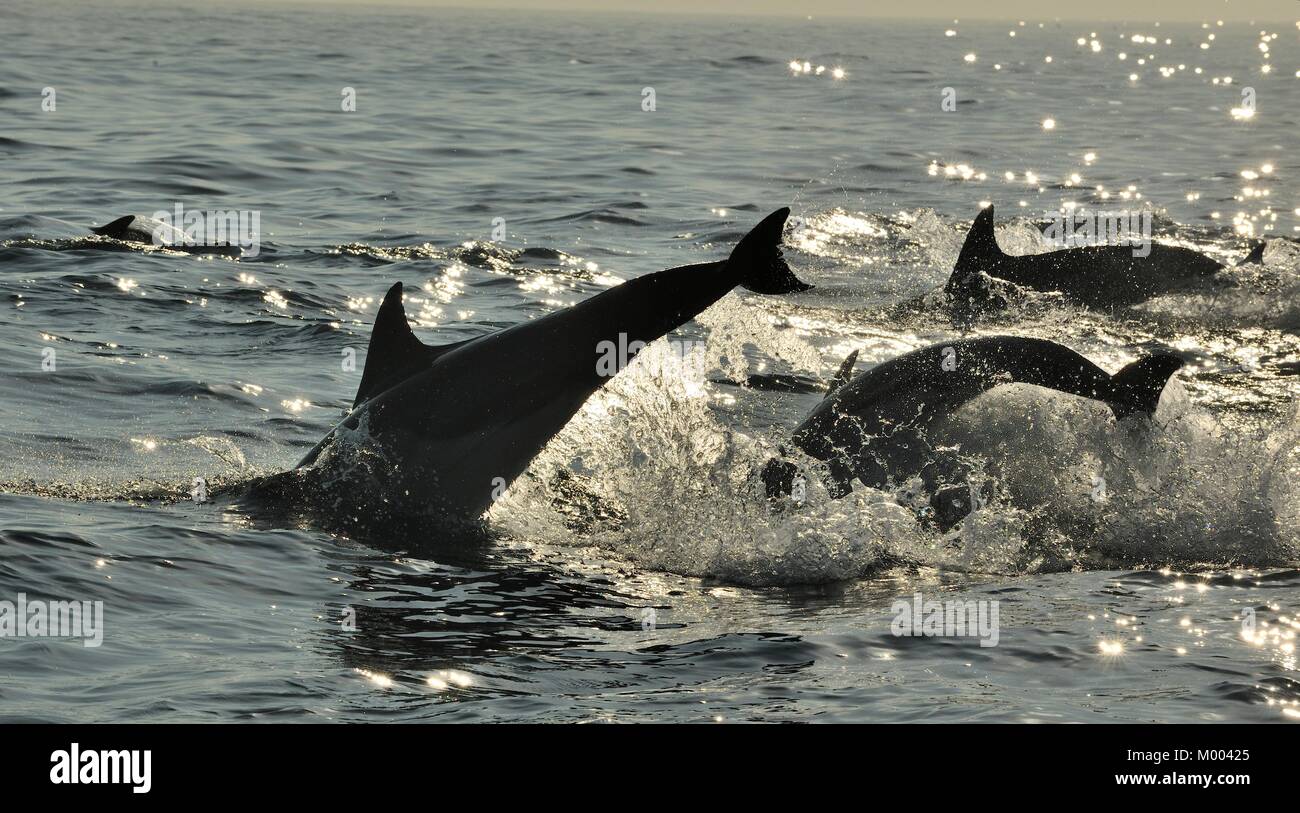 Silhouette di delfini nuotare nell'oceano e la caccia per i pesci. Il jumping delfini arriva dall'acqua. Il lungo becco delfino comune (scienti Foto Stock