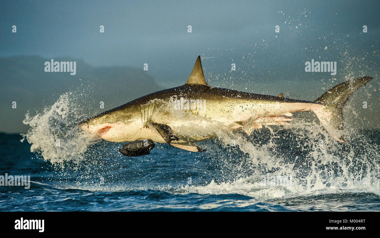 Il grande squalo bianco (Carcharodon carcharias ) la violazione in un attacco . Sud Africa Foto Stock