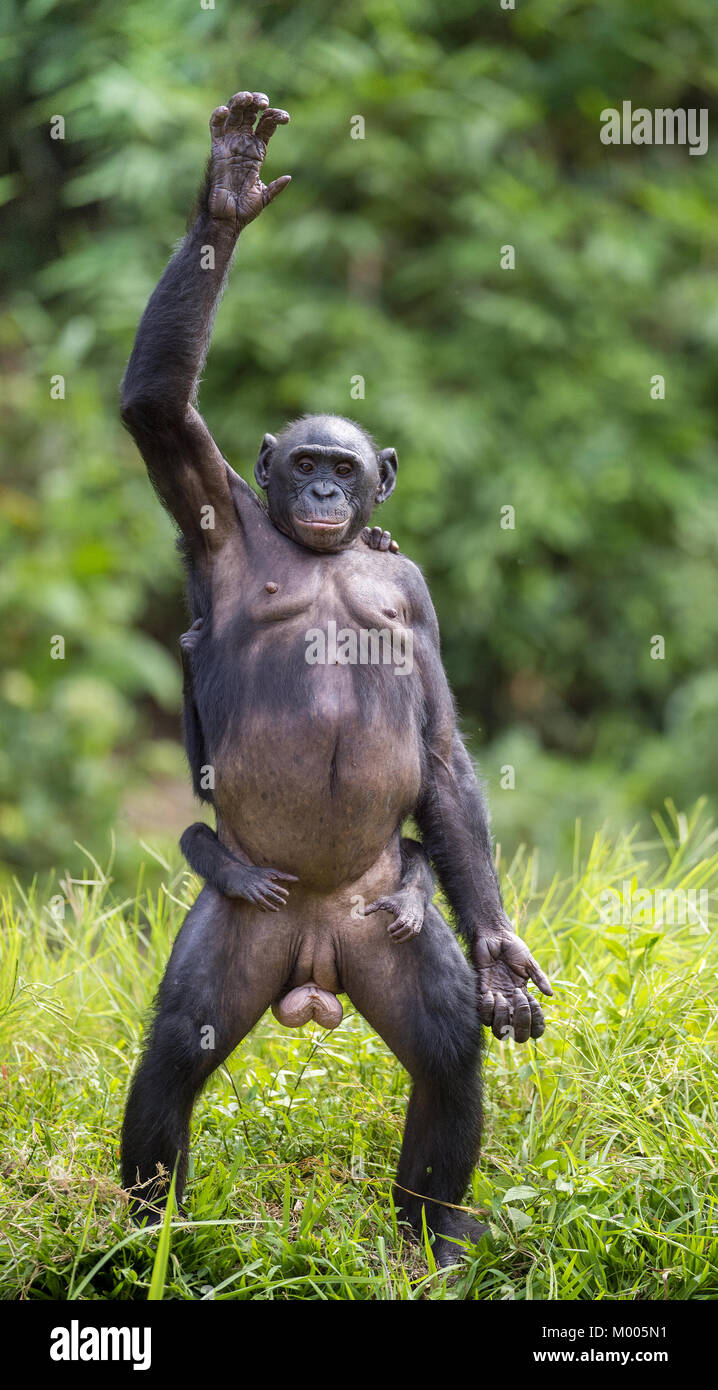 Uno scimpanzé Bonobo madre con bambino in piedi sulle sue gambe e mano fino. a breve distanza, vicino. Il Bonobo ( Pan paniscus), chiamato pigmeo di chi Foto Stock