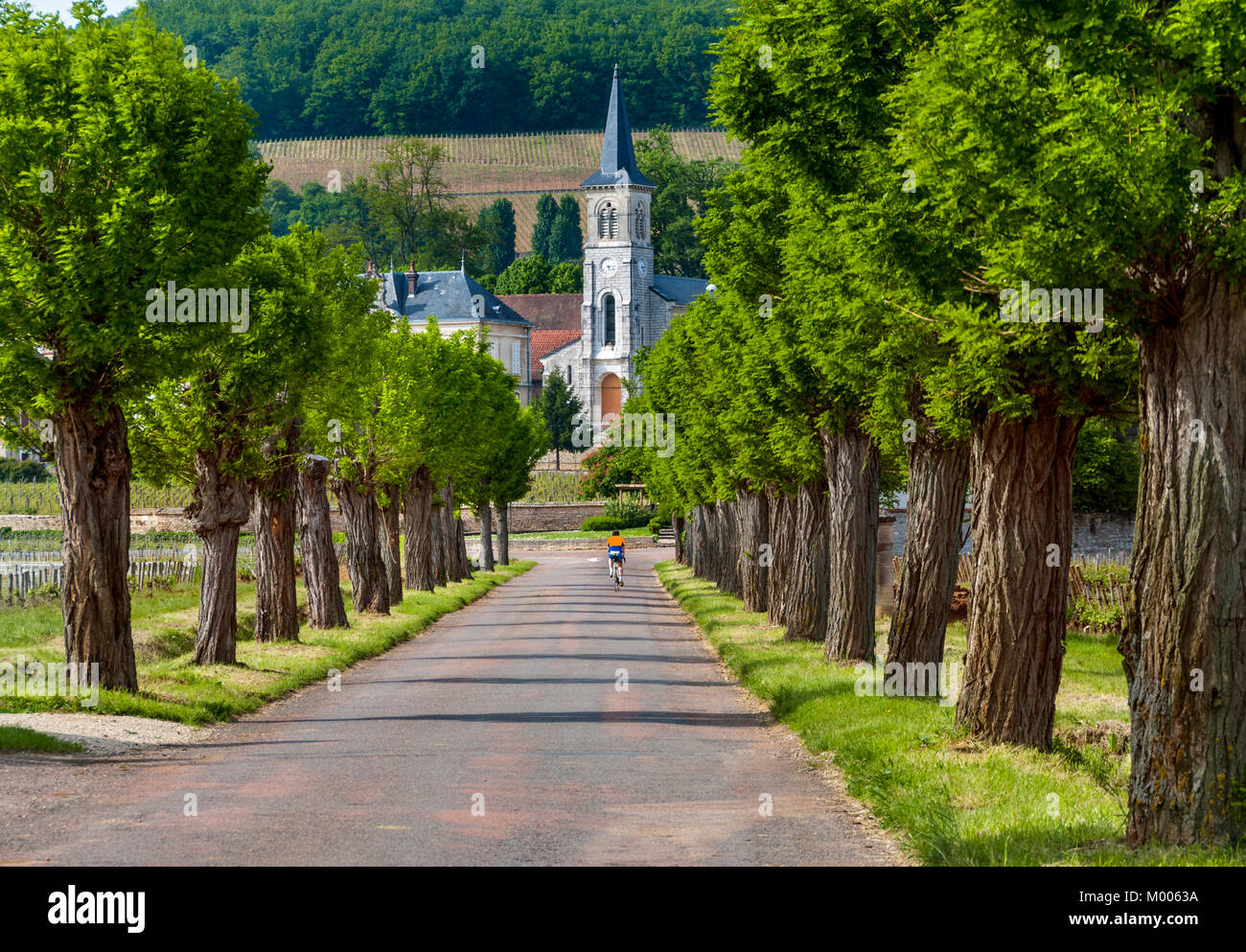 ALOXE CORTON RUE DE BEAUNE villaggio del vino di collina di CORTON villaggio chiesa, viale alberato strada con singolo ciclista Cote de Beaune, Borgogna, Francia Foto Stock
