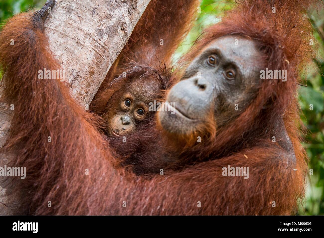Madre orangutan e cub in un habitat naturale. Bornean orangutan (Pongo pygmaeus wurmbii) nella natura selvaggia. La foresta pluviale di isola di Borneo. Indonesia. Foto Stock