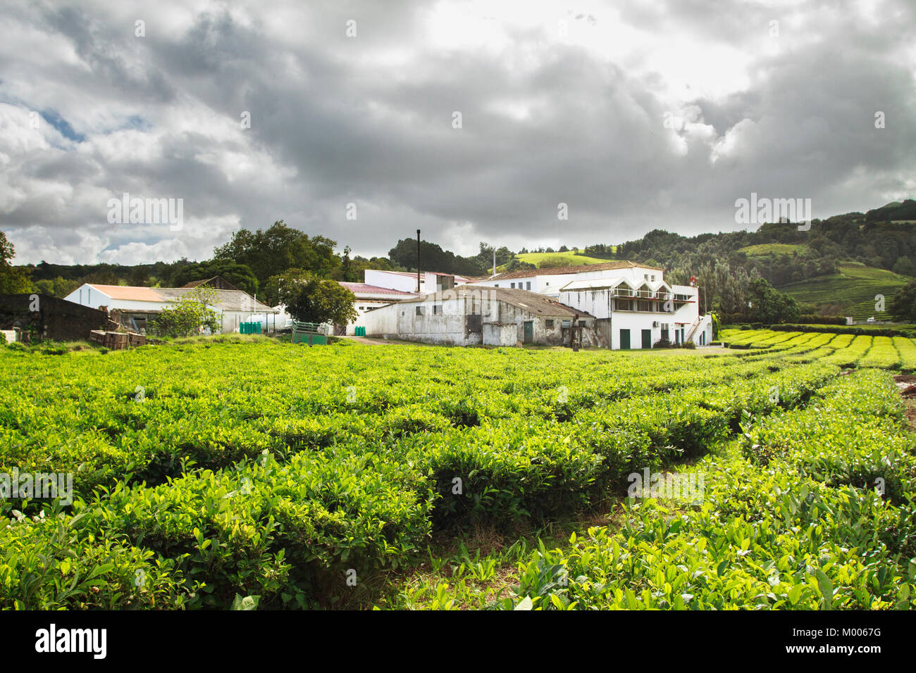 Chá Gorreana - la più antica piantagione di tè in São Miguel, Azzorre, Portogallo Foto Stock