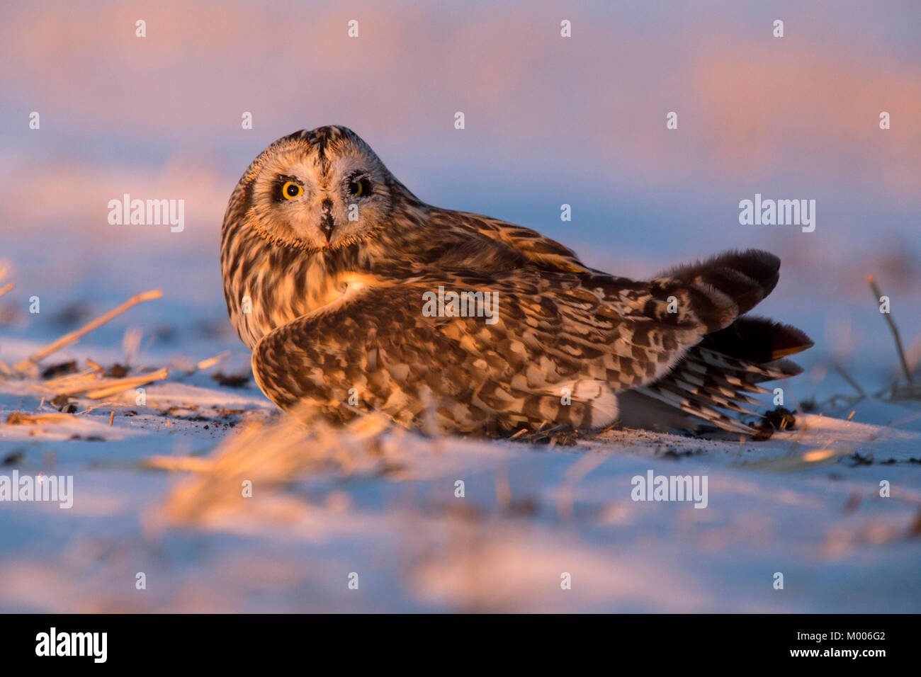 Feriti a breve Eared Owl parafango rotto inverno Canada Foto Stock