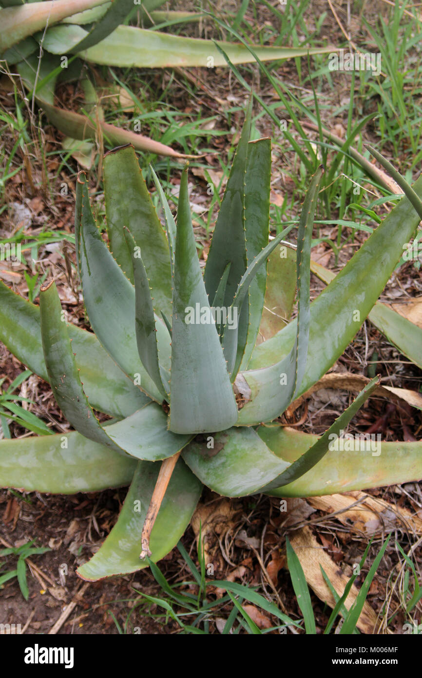 Aloe vera pianta, Mosi-oa-Tunya National Park Victoria Falls, Zimbabwe. Foto Stock