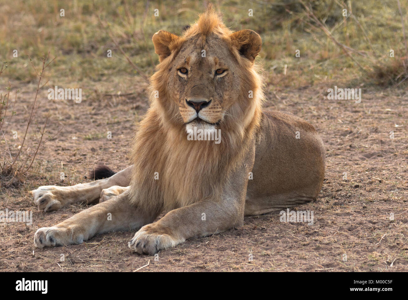 Ritratto di un maschio di leone al tramonto sul Masai Mara, Kenya Foto Stock